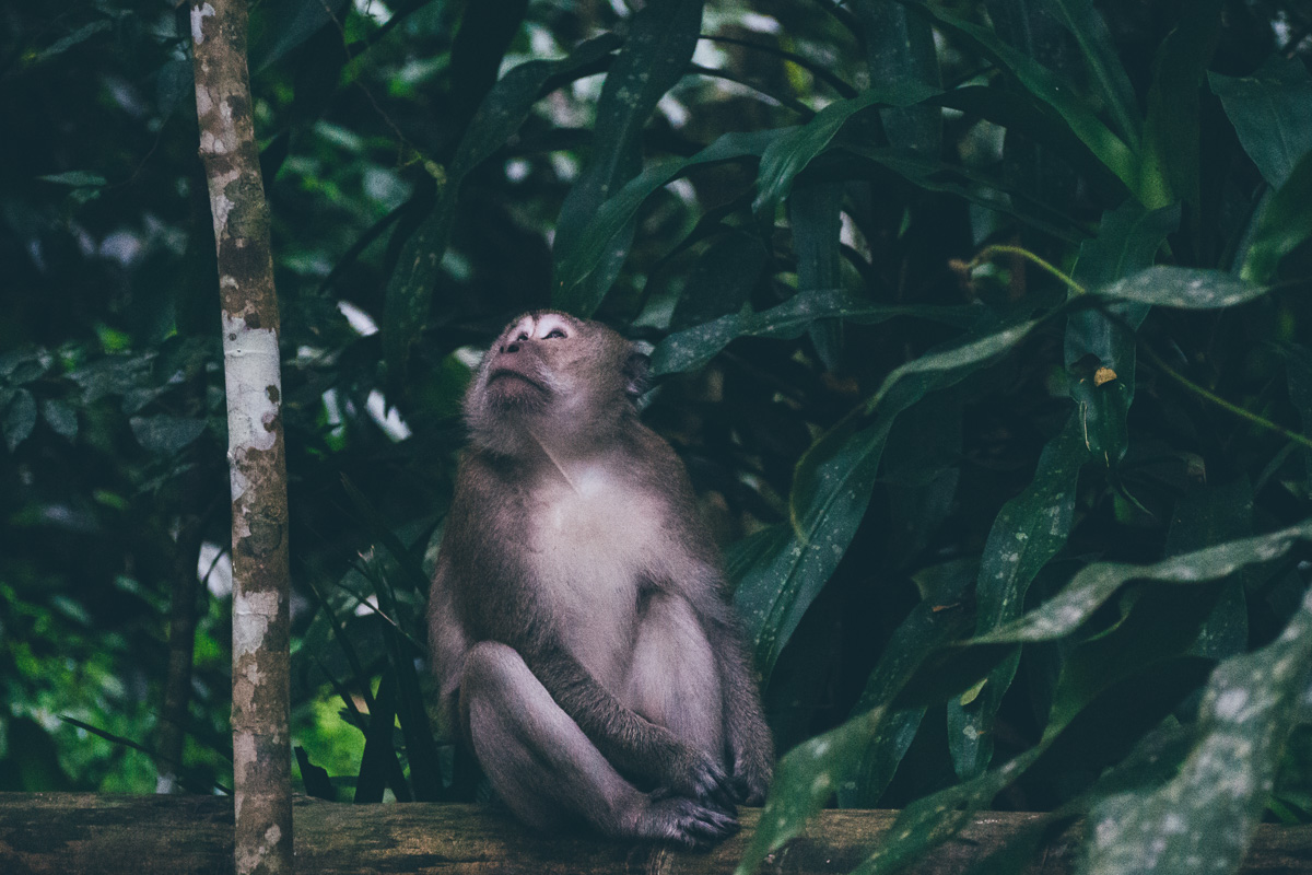 Affen Nationalpark Thailand