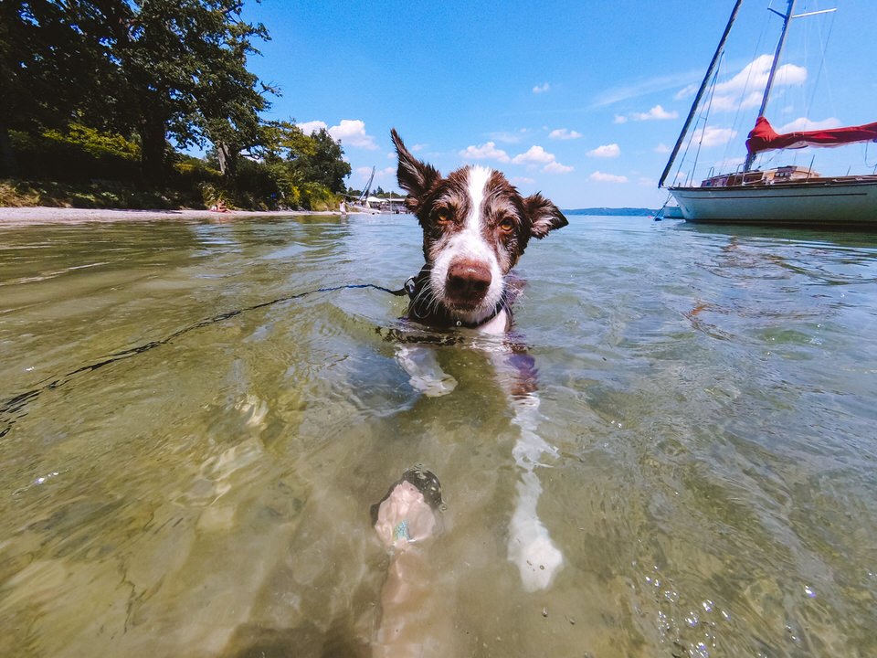 Schwimmen mit Hund am Starnberger See